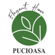 Pucioasa